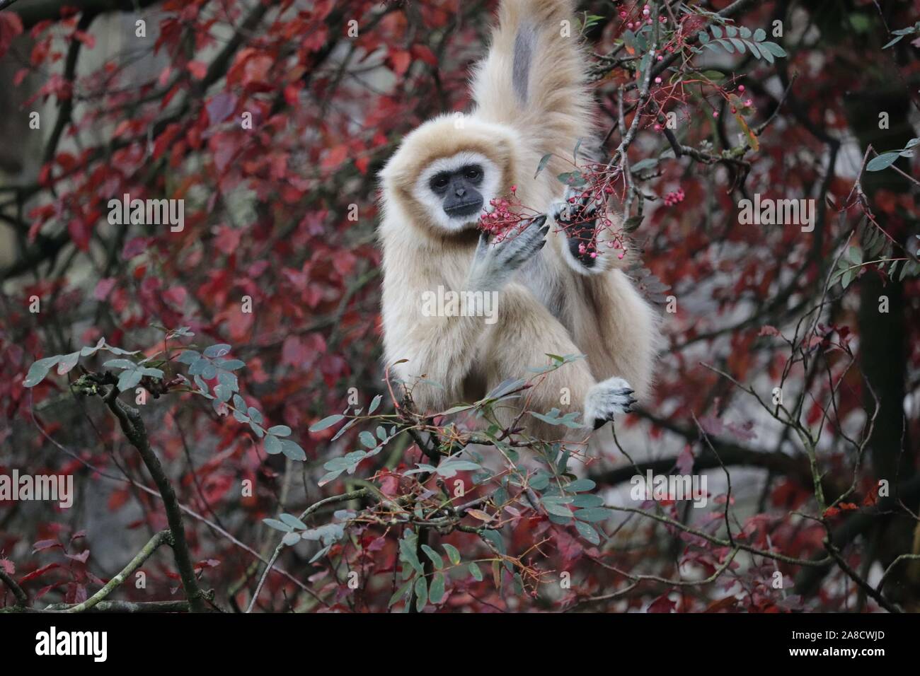 Weibliche Lar Gibbon, Meo (Hylobates lar) Stockfoto