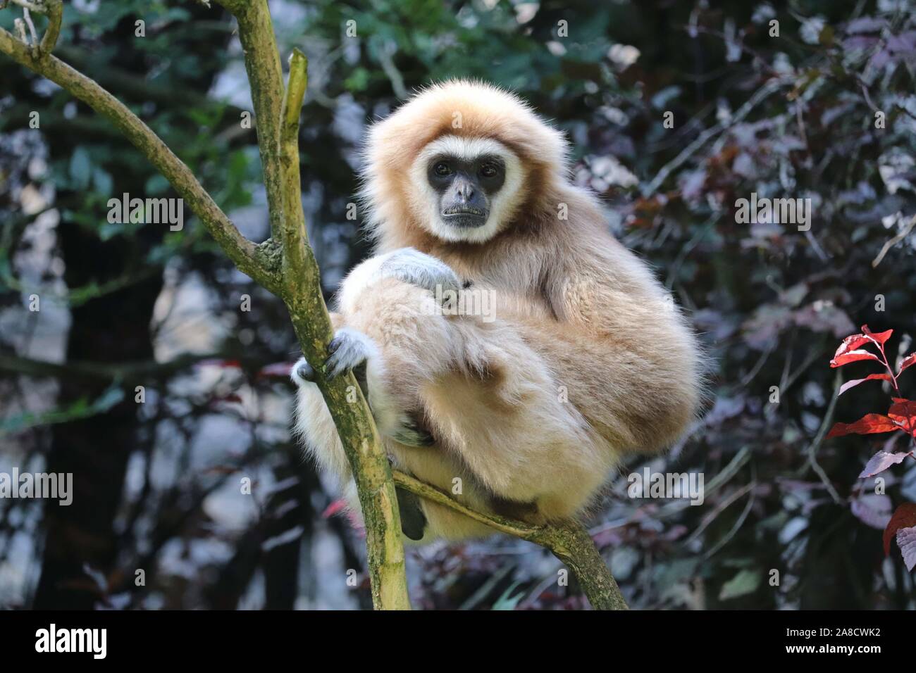 Weibliche Lar Gibbon, Penny (Hylobates lar) Stockfoto