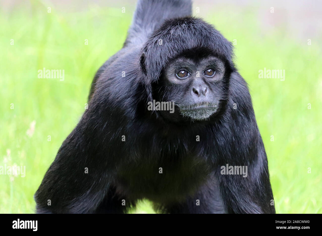 Männliche kolumbianischen Klammeraffen, Chester (Ateles fusciceps rufiventris) Stockfoto