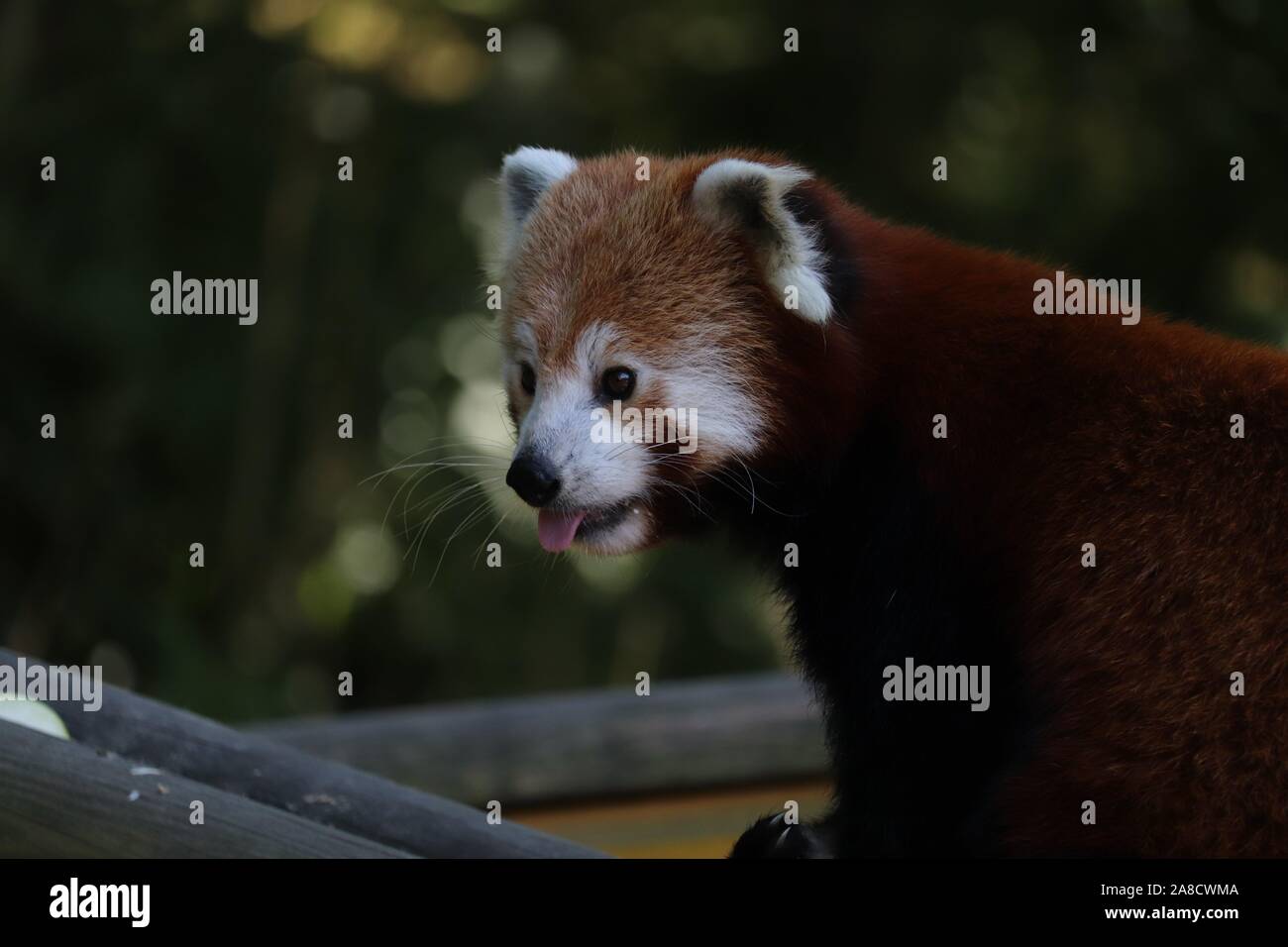 Männlich Roten Panda, Gawa (Ailurus fulgens) Stockfoto