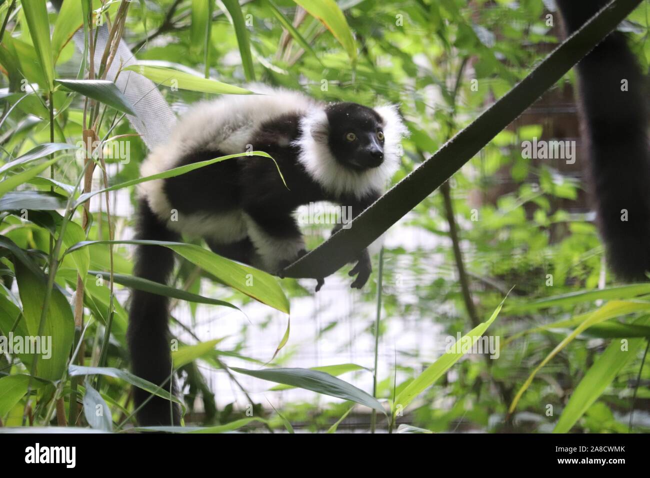 Junge weibliche Schwarze & Weiße Vari, Primrose (Varecia variegata) Stockfoto