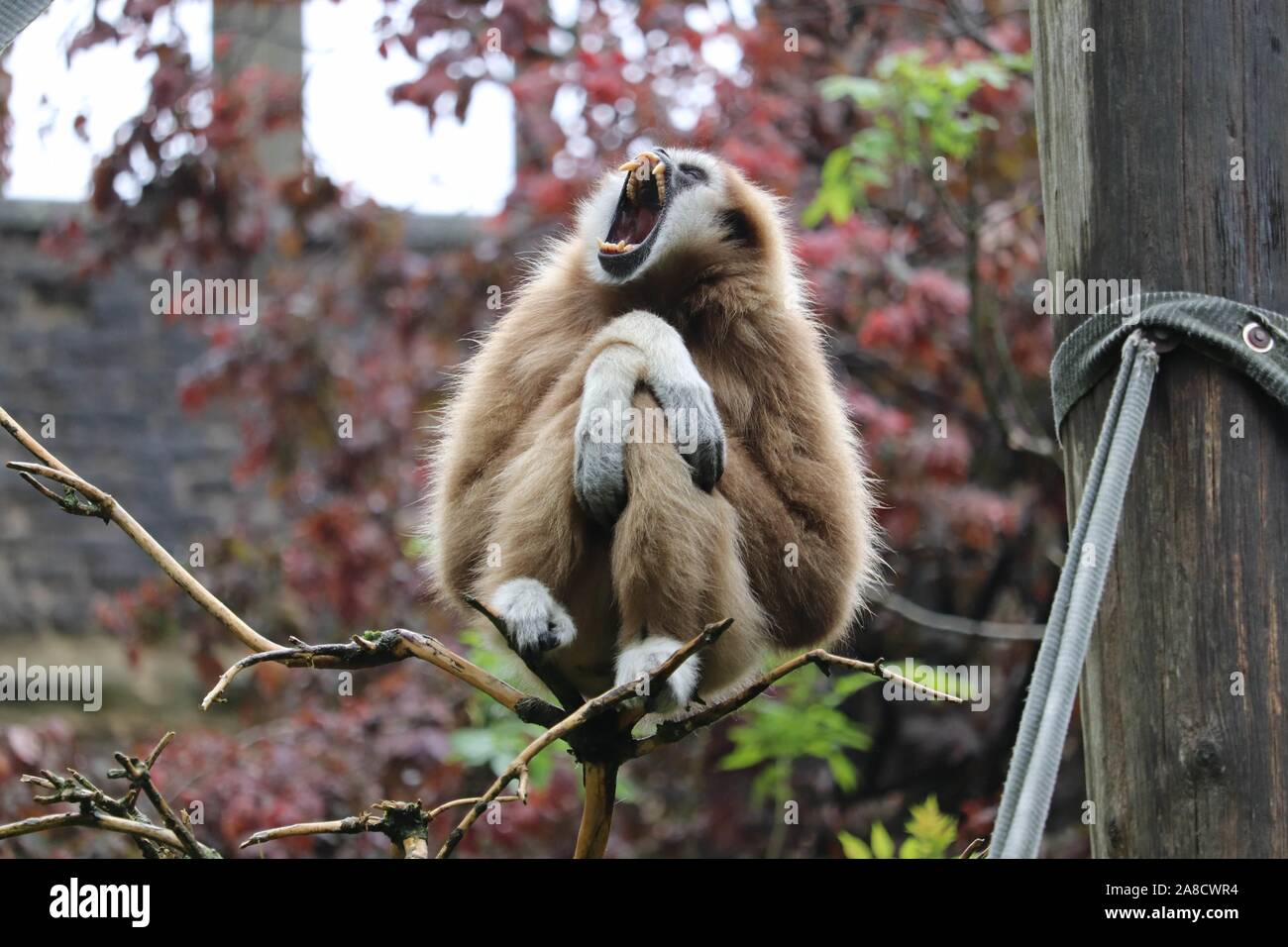 Weibliche Lar Gibbon, Penny (Hylobates lar) Stockfoto