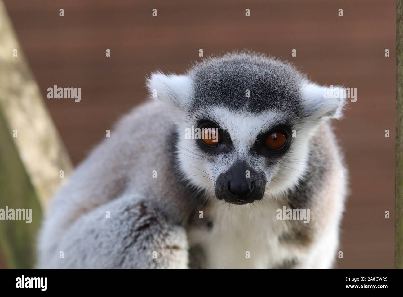 Männliche Ring-Tailed Lemur (Lemur catta) Stockfoto