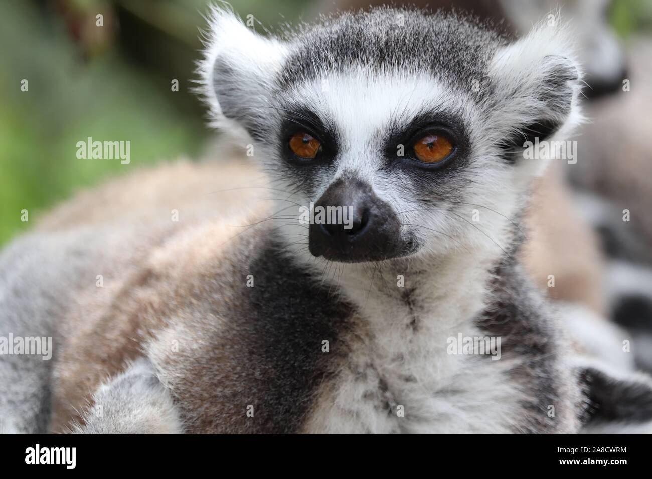 Weibliche Ring-Tailed Lemur (Lemur catta) Stockfoto