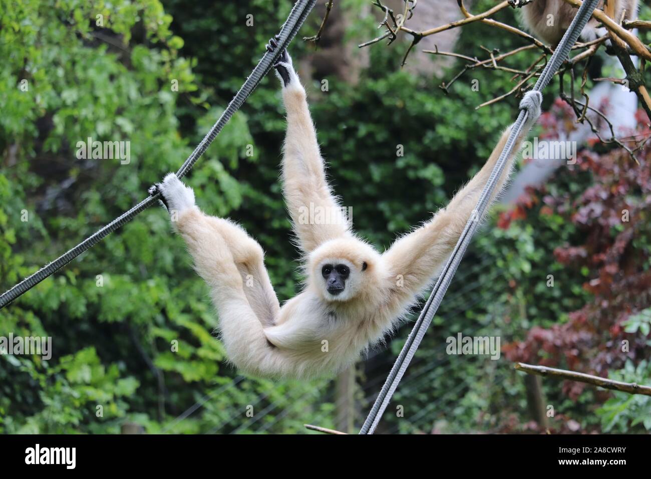 Männliche Lar Gibbon, Indah (Hylobates lar) Stockfoto