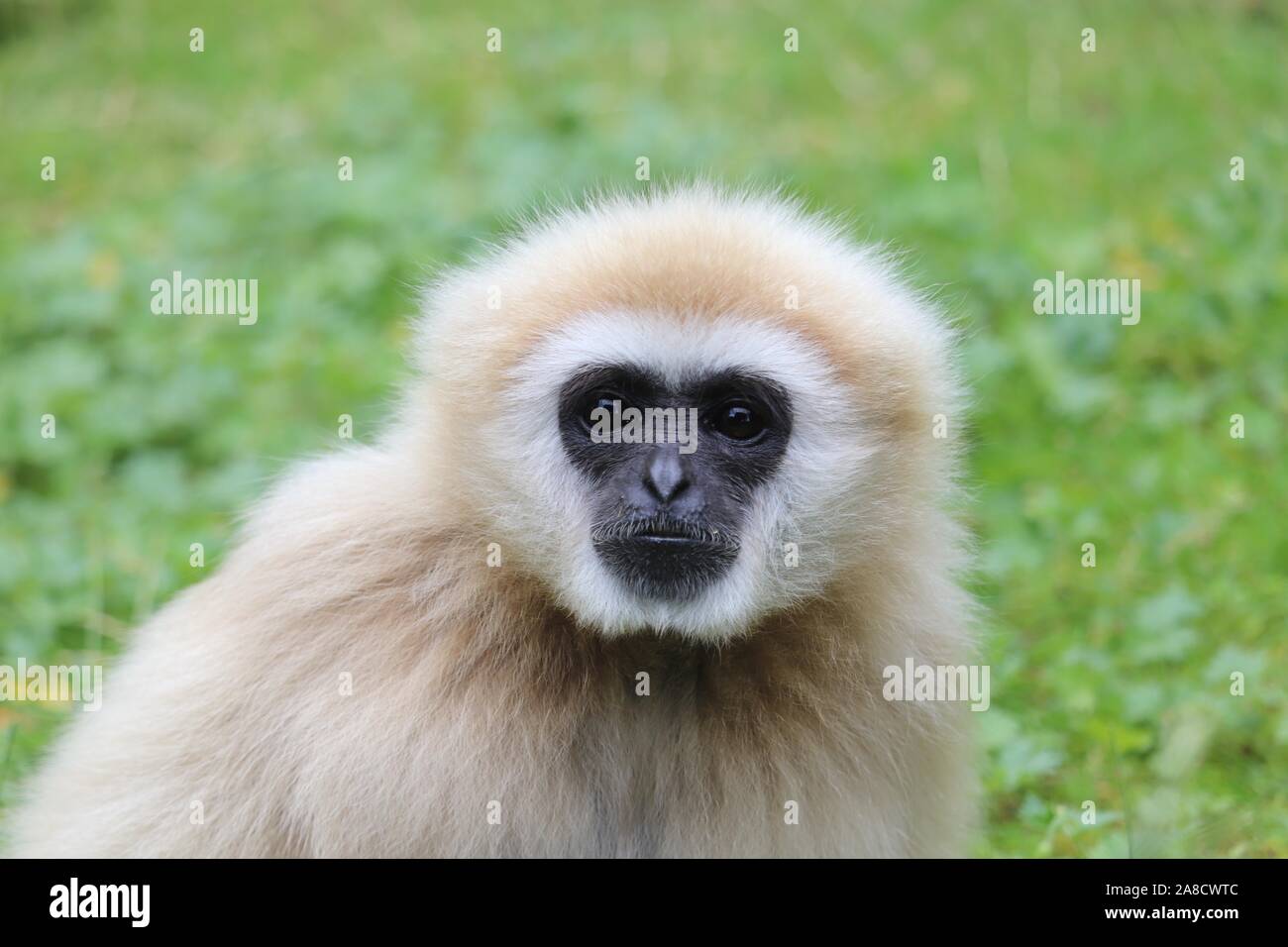 Männliche Lar Gibbon, Indah (Hylobates lar) Stockfoto