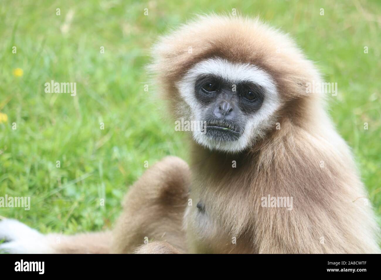 Weibliche Lar Gibbon, Penny (Hylobates lar) Stockfoto