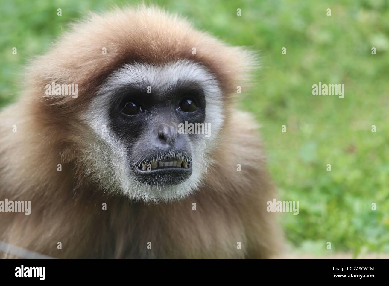 Weibliche Lar Gibbon, Penny (Hylobates lar) Stockfoto
