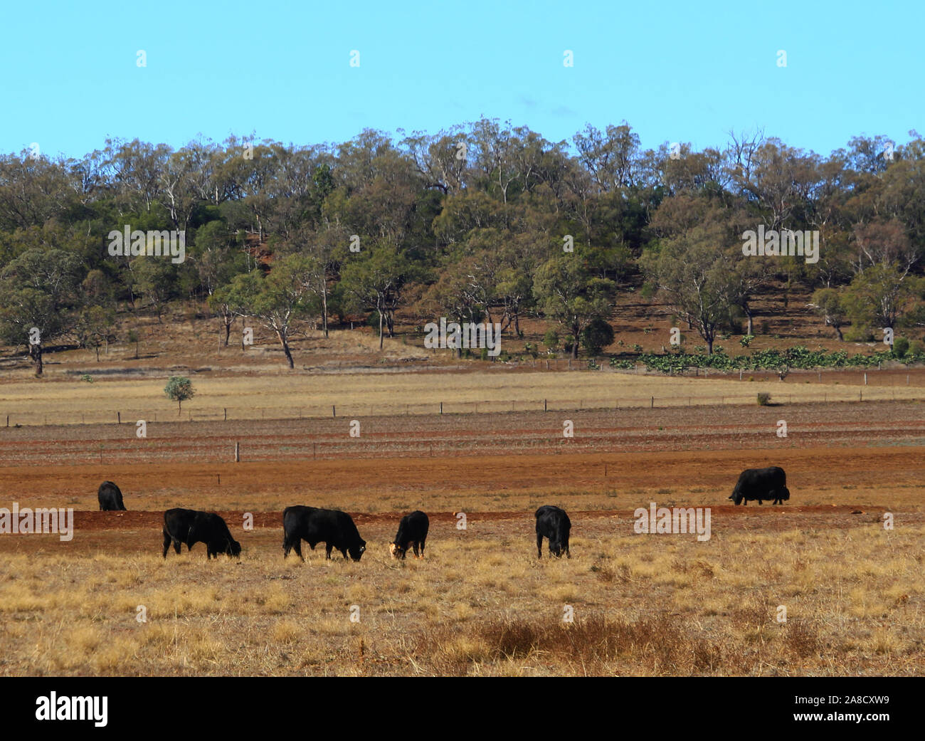 Rinder weiden in der Nähe Aubigny, Queensland Stockfoto