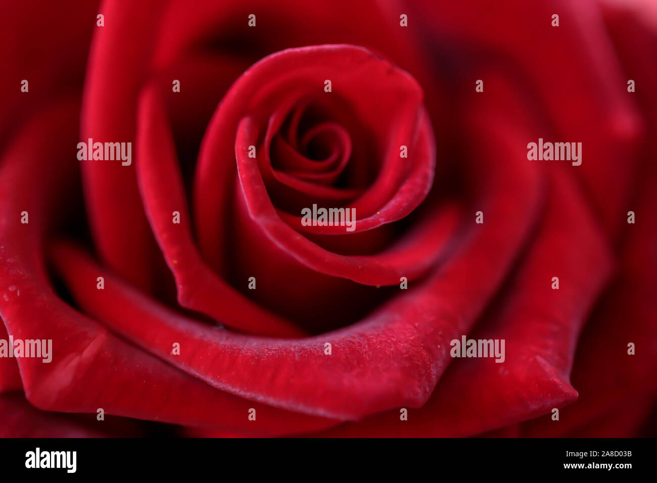 Nur rote Rose Makro Foto Stockfoto