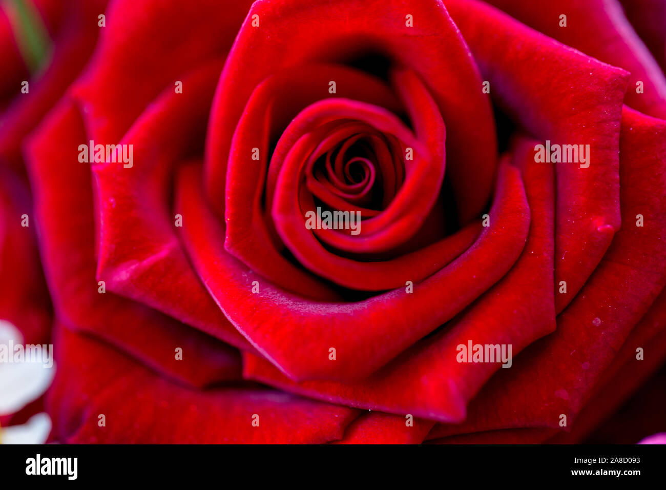 Nur rote Rose Makro Foto Stockfoto