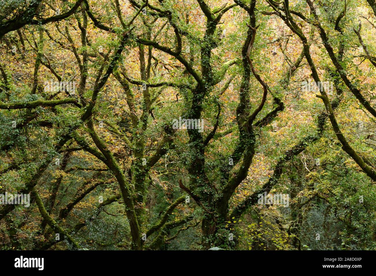 Licht scheint durch die Blätter und Zweige im Herbst Pengelli Forest National Nature Reserve alten Wald Pembrokeshire Wales Cymru GROSSBRITANNIEN Stockfoto
