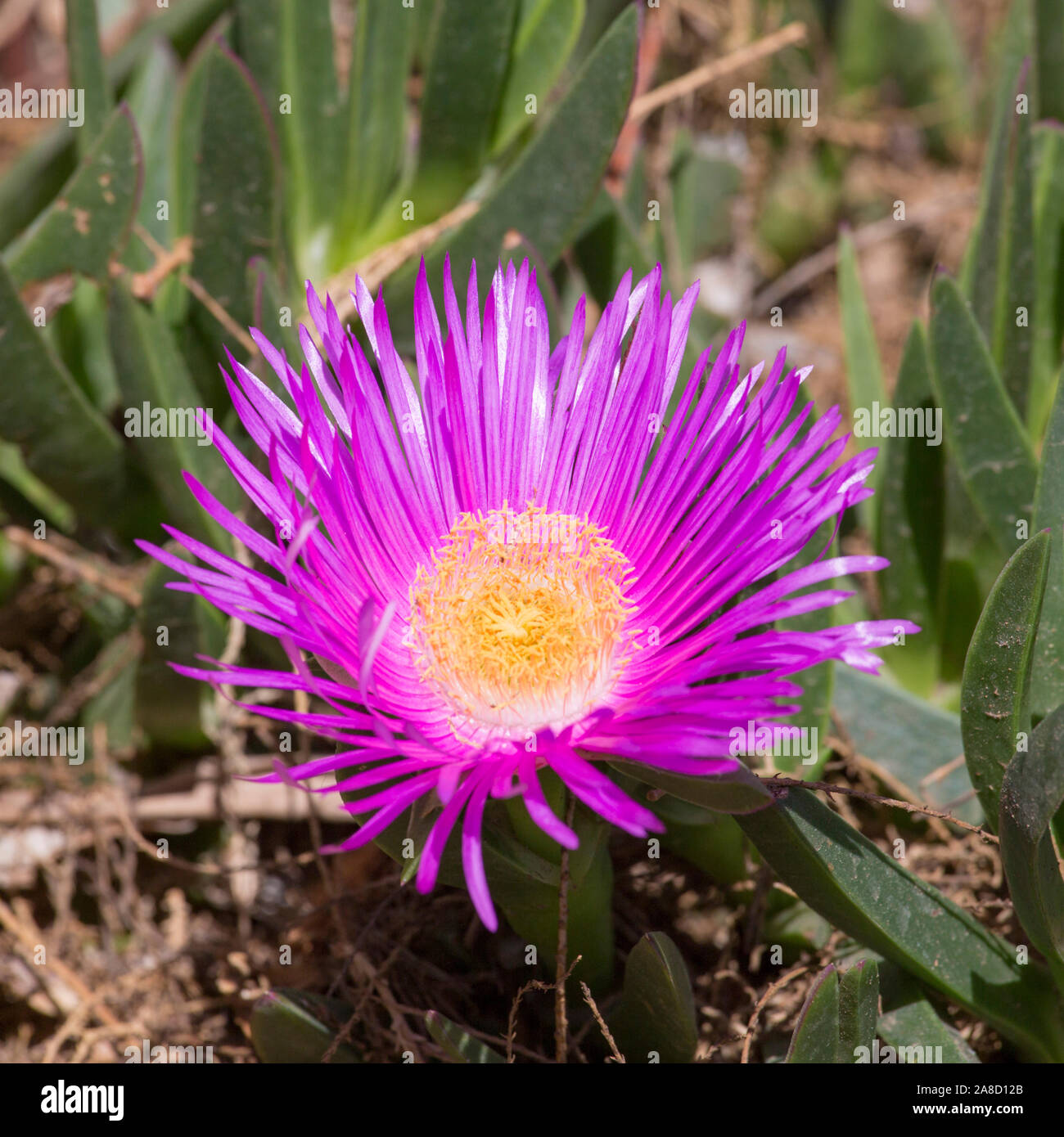 Panormos, Rethymno, Kreta, Griechenland. Bunte Blume einer Hottentot-Feigenpflanze (Carpobrotus edulis). Stockfoto