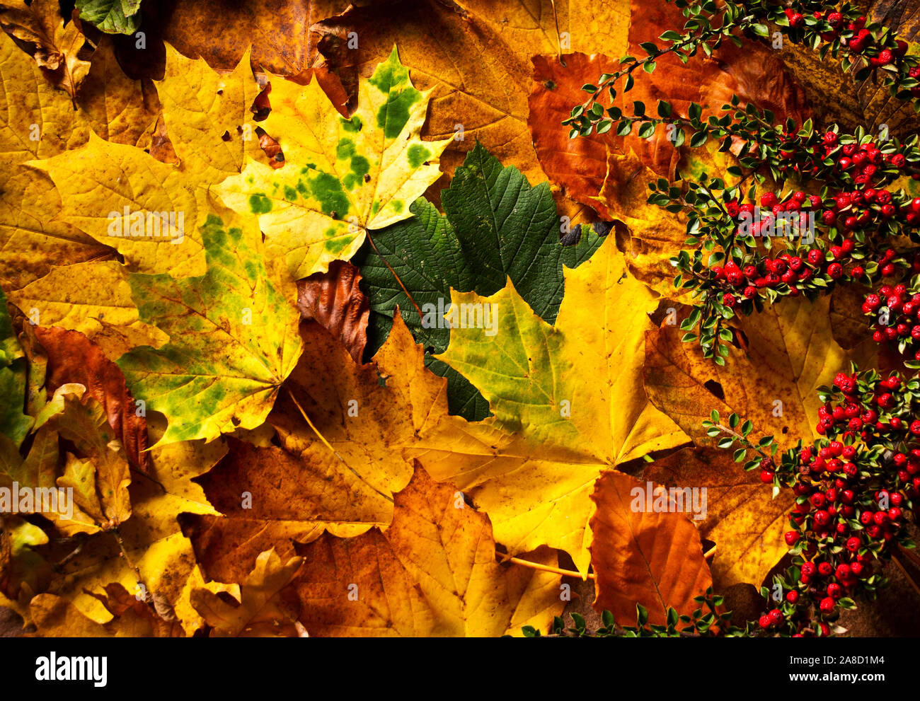 Die goldene und gelben Farbtönen von Sycamore und andere Arten von acern Teppich der Boden Laubwald in Europa im Herbst. Stockfoto