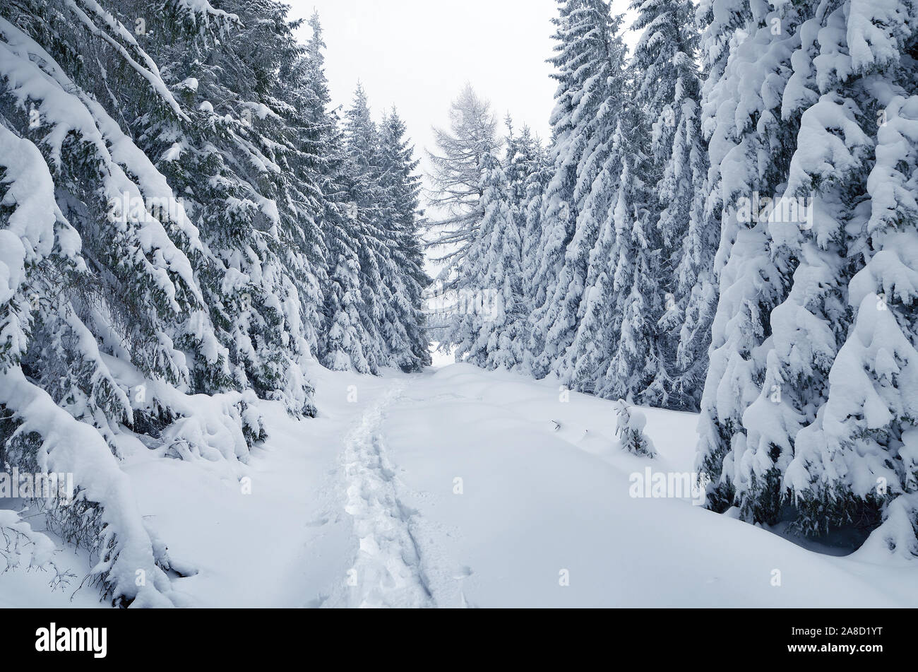 Weihnachten Landschaft. Winter Wonderland. Verschneite Bäume in einem Bergwald Stockfoto
