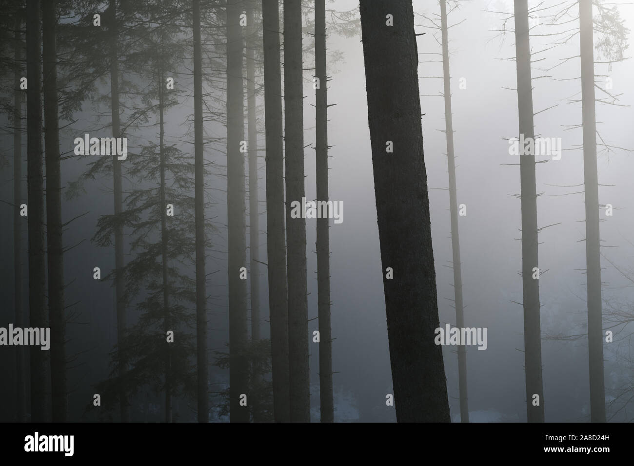 Nebel und solar Licht im Fichtenwald. Schönen Morgen Landschaft Stockfoto