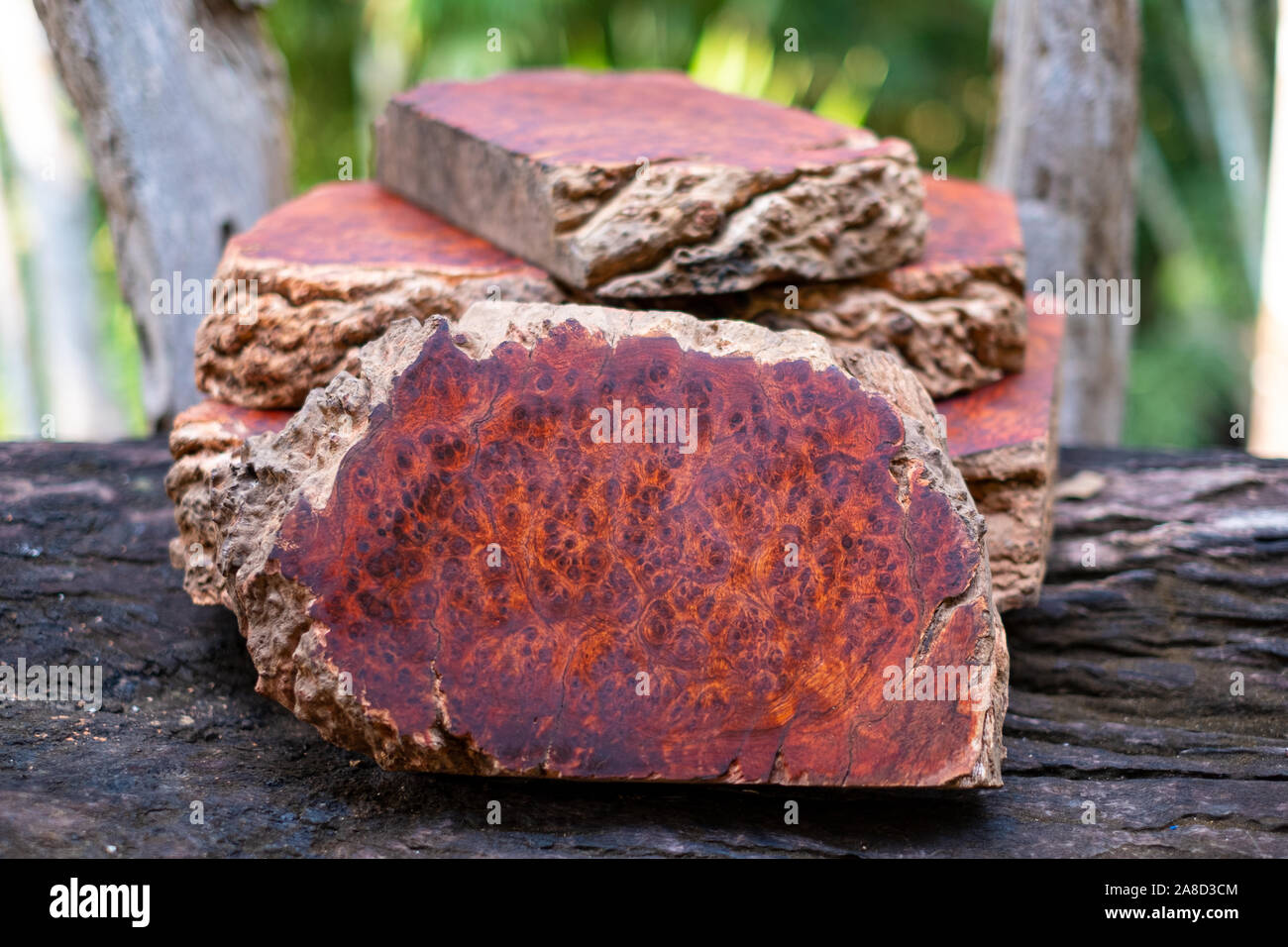 Protokolle Amboina Wurzelholz gestreifte Exotische Holz- schöne Muster für Handwerk, Kunst oder Hintergrund Stockfoto