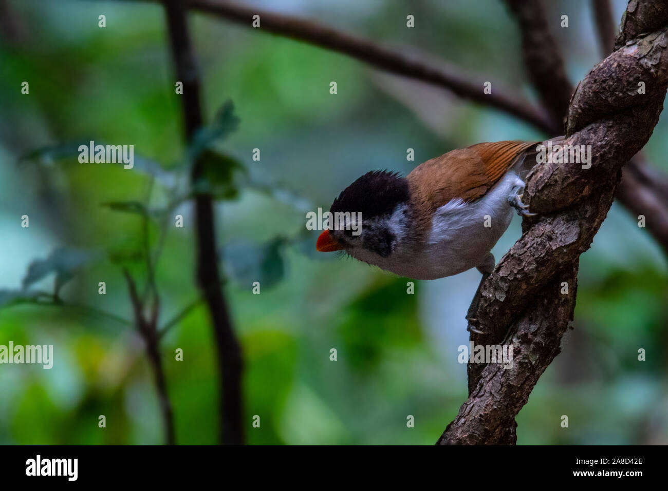 Eine schöne Kolibris im Dschungel Stockfoto