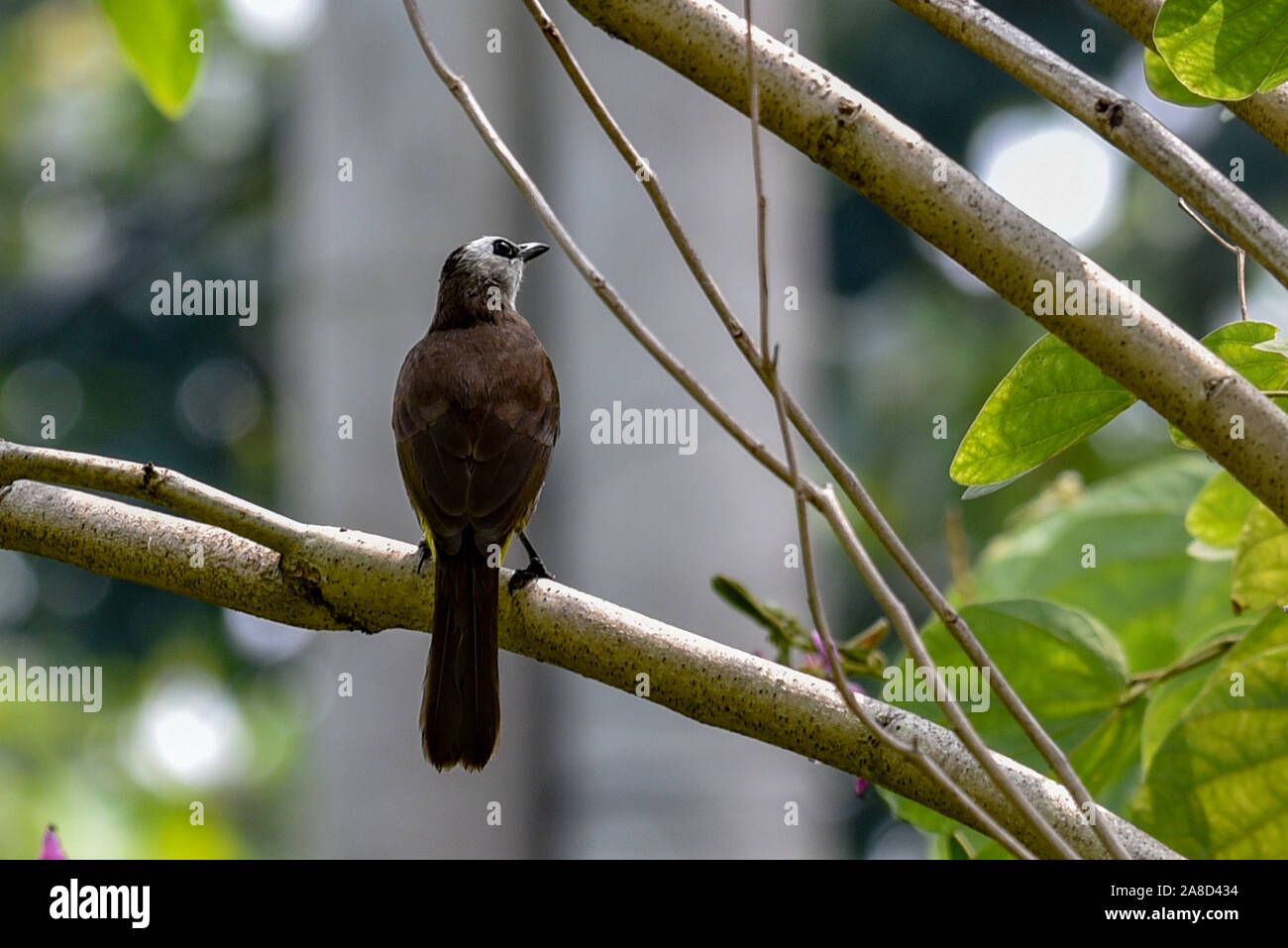 Eine schöne Kolibris im Dschungel Stockfoto