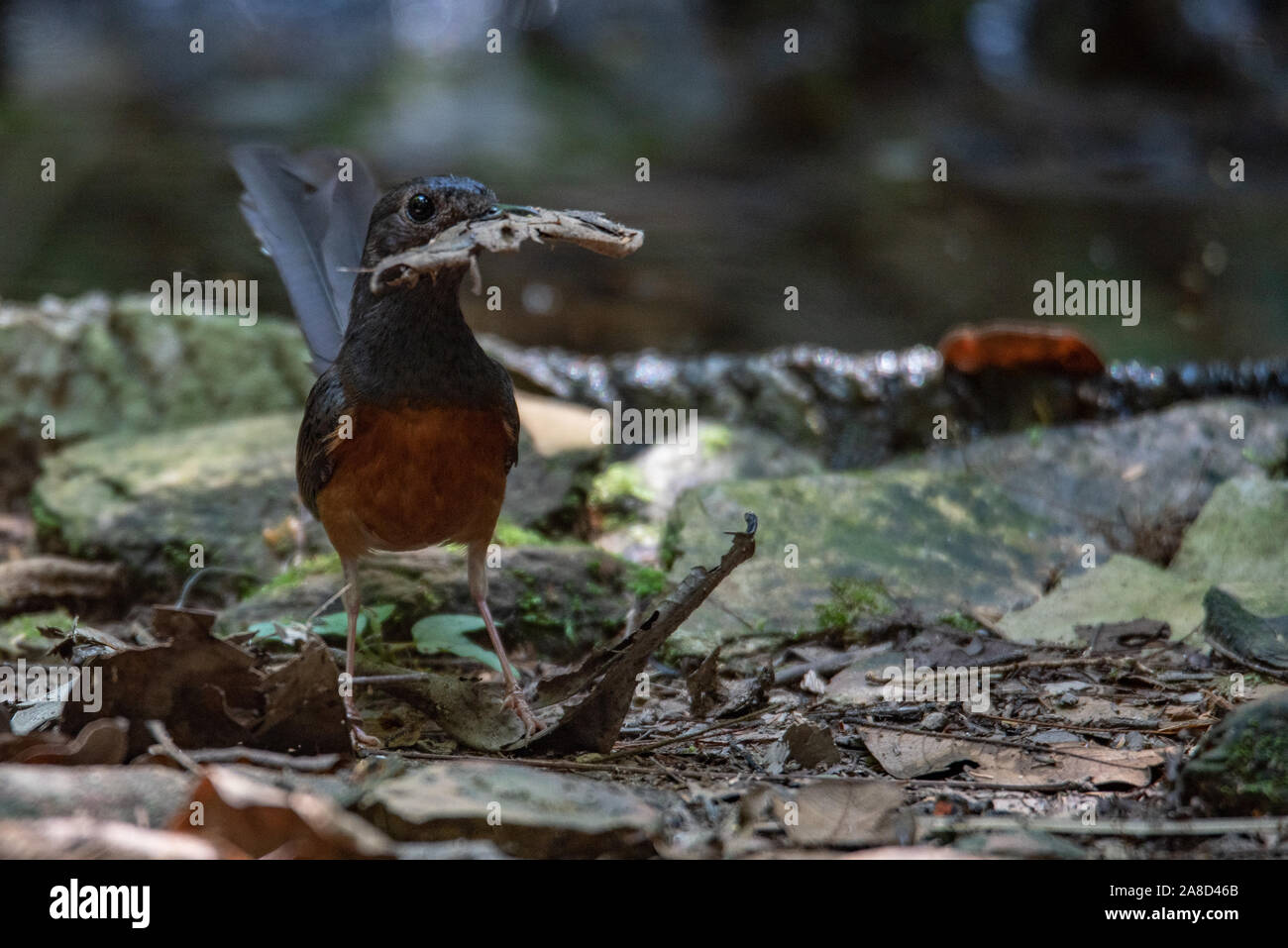 Eine schöne Kolibris im Dschungel Stockfoto