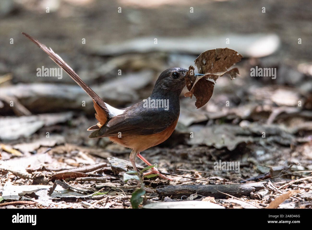 Eine schöne Kolibris im Dschungel Stockfoto