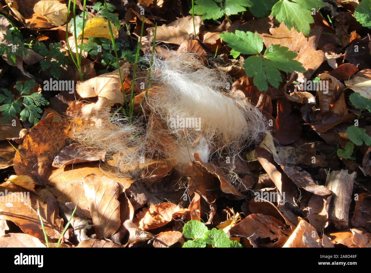 Nahaufnahme von Tierhaaren liegen im Wald Stockfoto