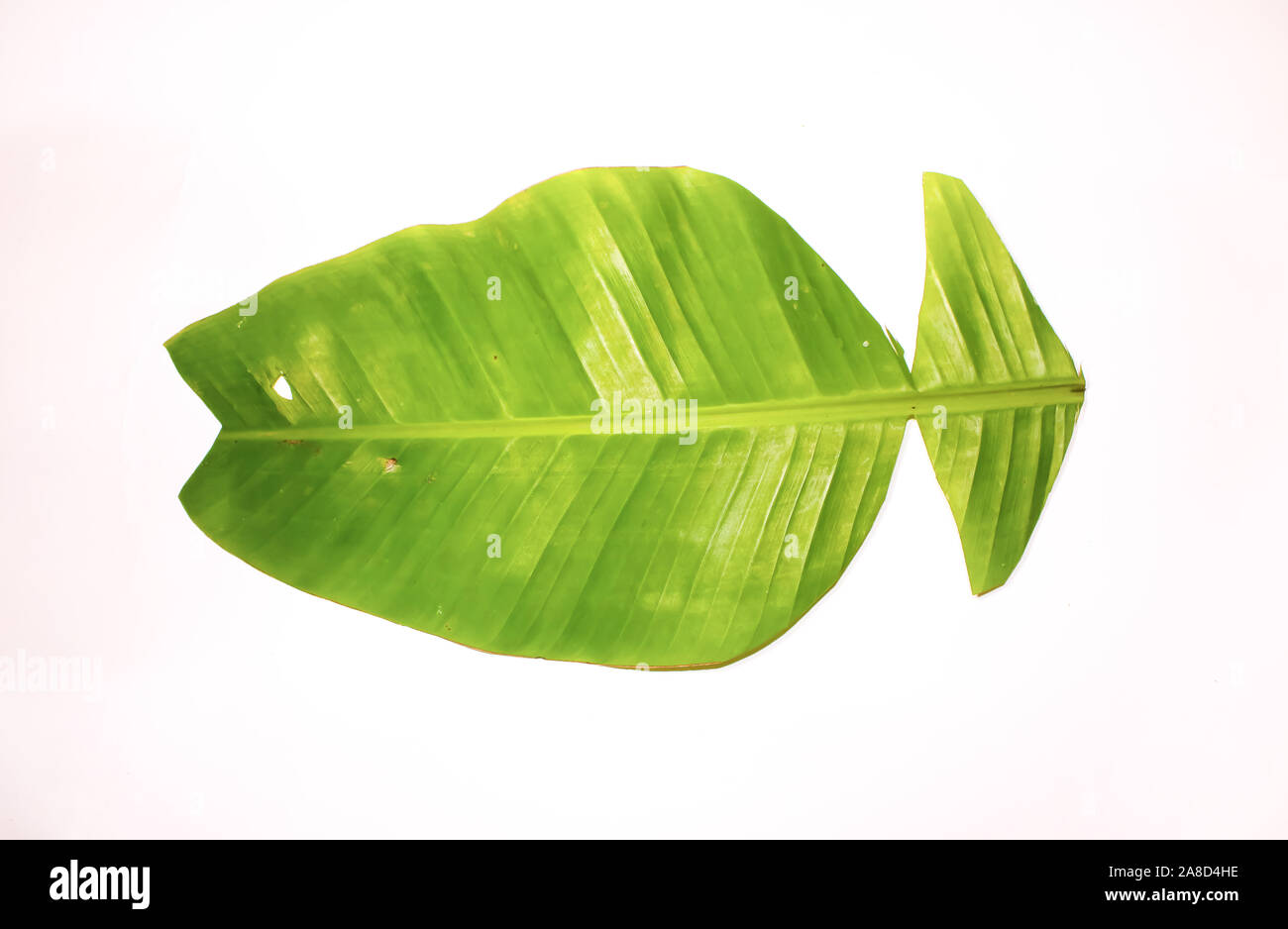 Kreative Banana Leaf in einem Fisch geschnitten Stockfoto