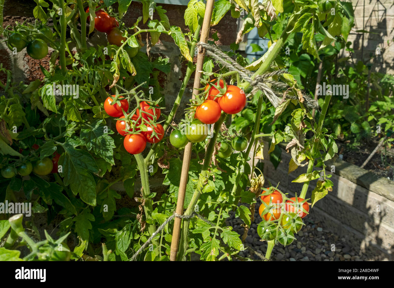 Nahaufnahme von Gärtnern Freude rot grüne Tomaten Tomaten Pflanzen wachsen draußen im Garten Sommer England Großbritannien GB Großbritannien Stockfoto