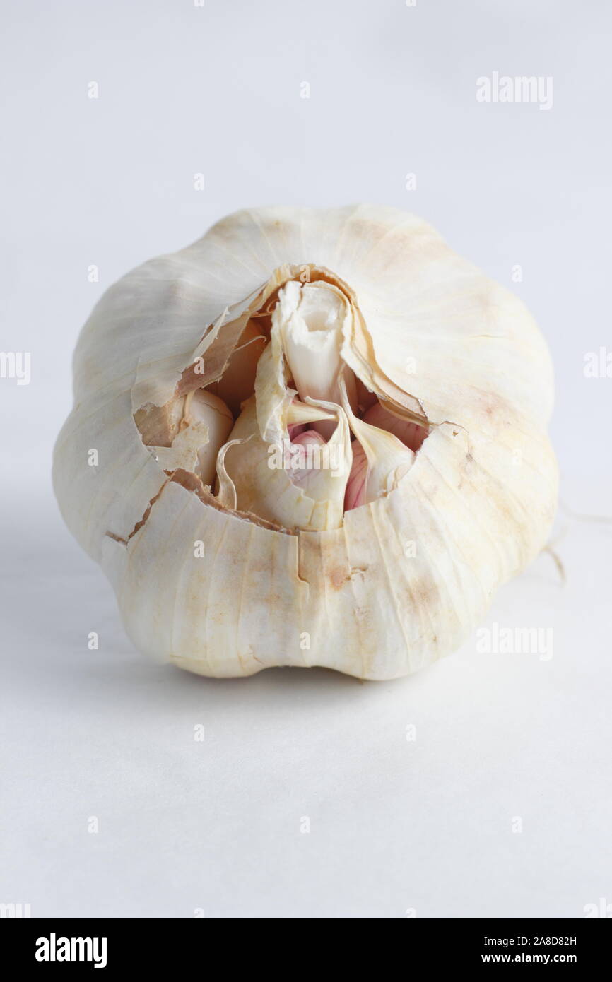 Allium sativum Lautrec Wight'. Glühlampe der "Lautrec Wight' Knoblauch. Großbritannien Stockfoto