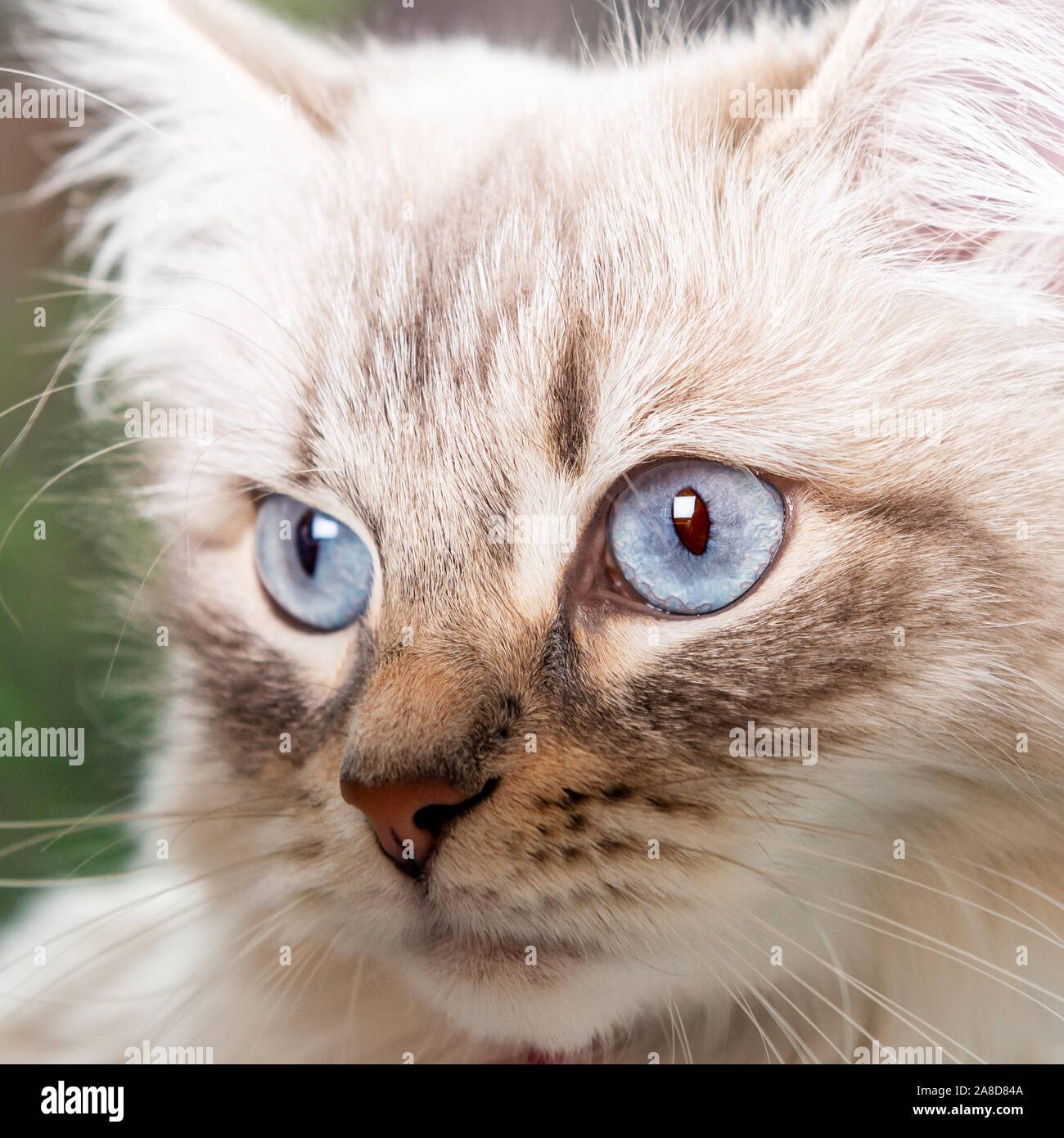 Close up Portrait von wunderschönen Neva Masquerade, Vielfalt der Sibirischen Katze, mit riesigen blauen Augen Stockfoto