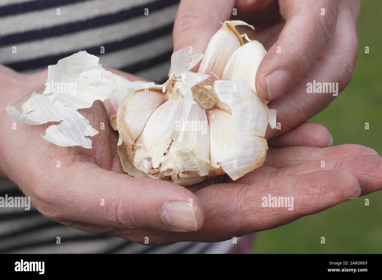 Allium sativum var. ophioscorodon "Lautrec Wight'. Mann offen teilen eine Zehe Knoblauch" hardneck Lautrec Wight' im Herbst. Großbritannien Stockfoto