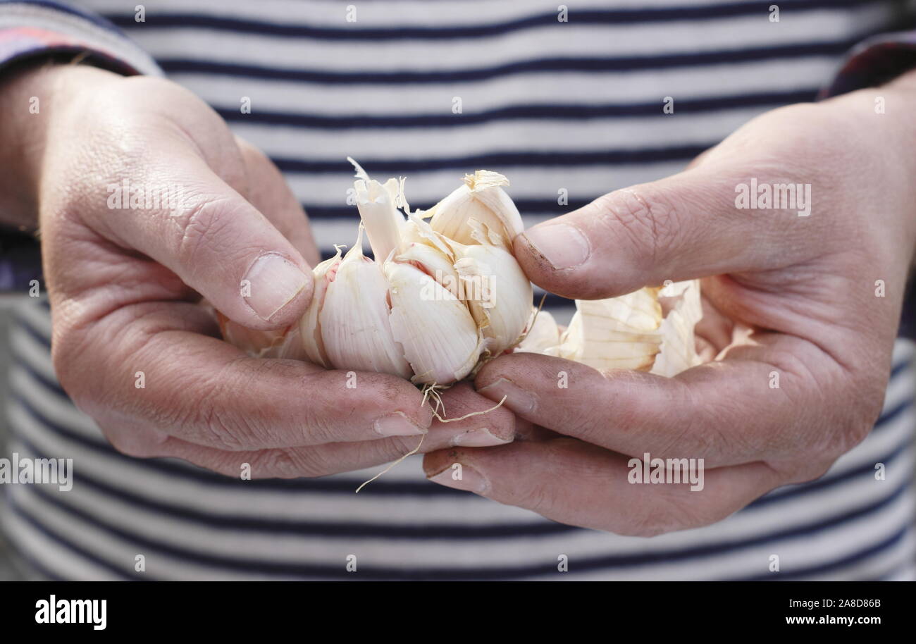 Allium sativum var. ophioscorodon "Lautrec Wight'. Mann offen teilen eine Zehe Knoblauch" hardneck Lautrec Wight' für die Aussaat im Herbst. Großbritannien Stockfoto