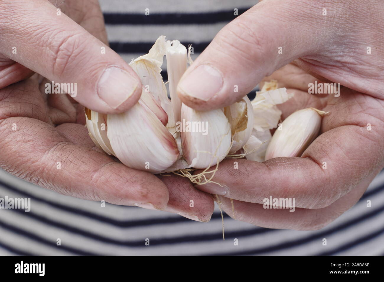 Allium sativum var. ophioscorodon "Lautrec Wight'. Mann offen teilen eine Zehe Knoblauch" hardneck Lautrec Wight' im Herbst. Großbritannien Stockfoto