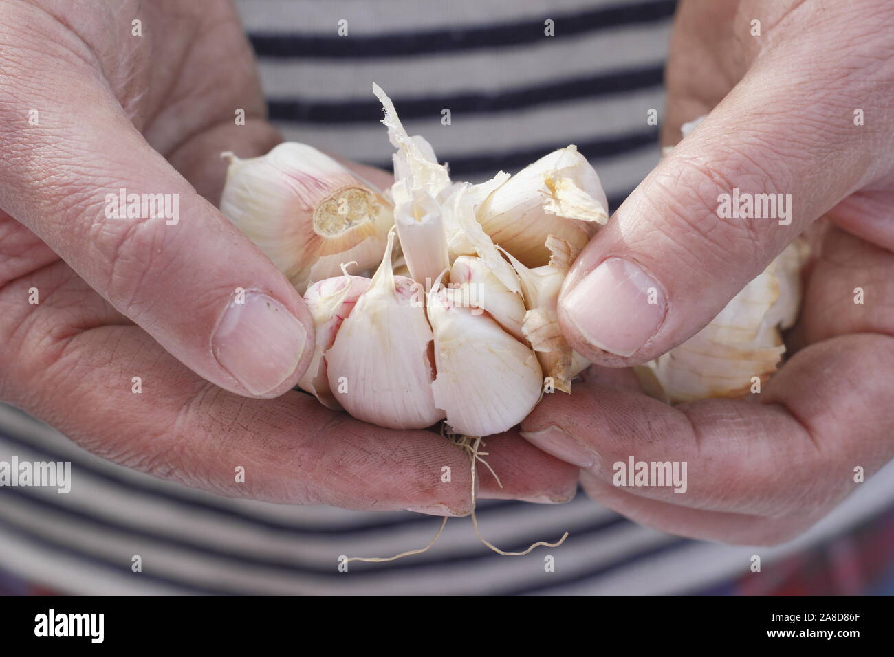Allium sativum var. ophioscorodon "Lautrec Wight'. Mann offen teilen eine Zehe Knoblauch" hardneck Lautrec Wight' für die Aussaat im Herbst. Großbritannien Stockfoto