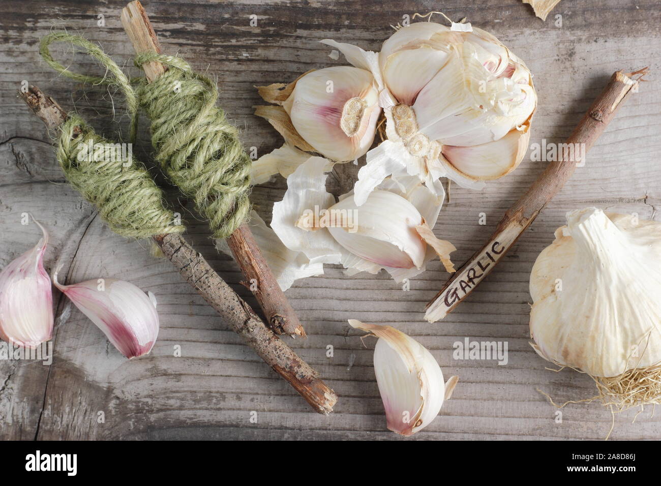 Allium sativum var. ophioscorodon "Lautrec Wight'. Vorbereitung zehen Knoblauch" hardneck Lautrec Wight' im Herbst zu säen. Großbritannien Stockfoto