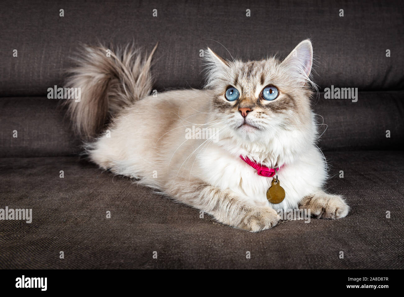 Schöne Neva Masquerade, Vielfalt der Sibirischen Katze, mit riesigen blauen Augen Stockfoto