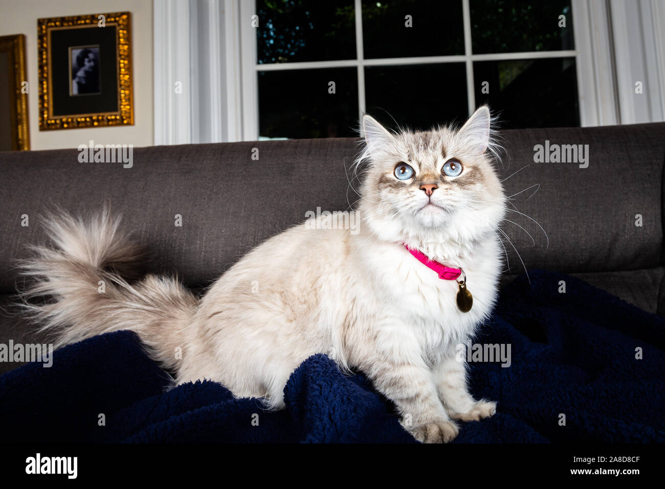 Schöne Neva Masquerade, Vielfalt der Sibirischen Katze, mit riesigen blauen Augen spielt Stockfoto
