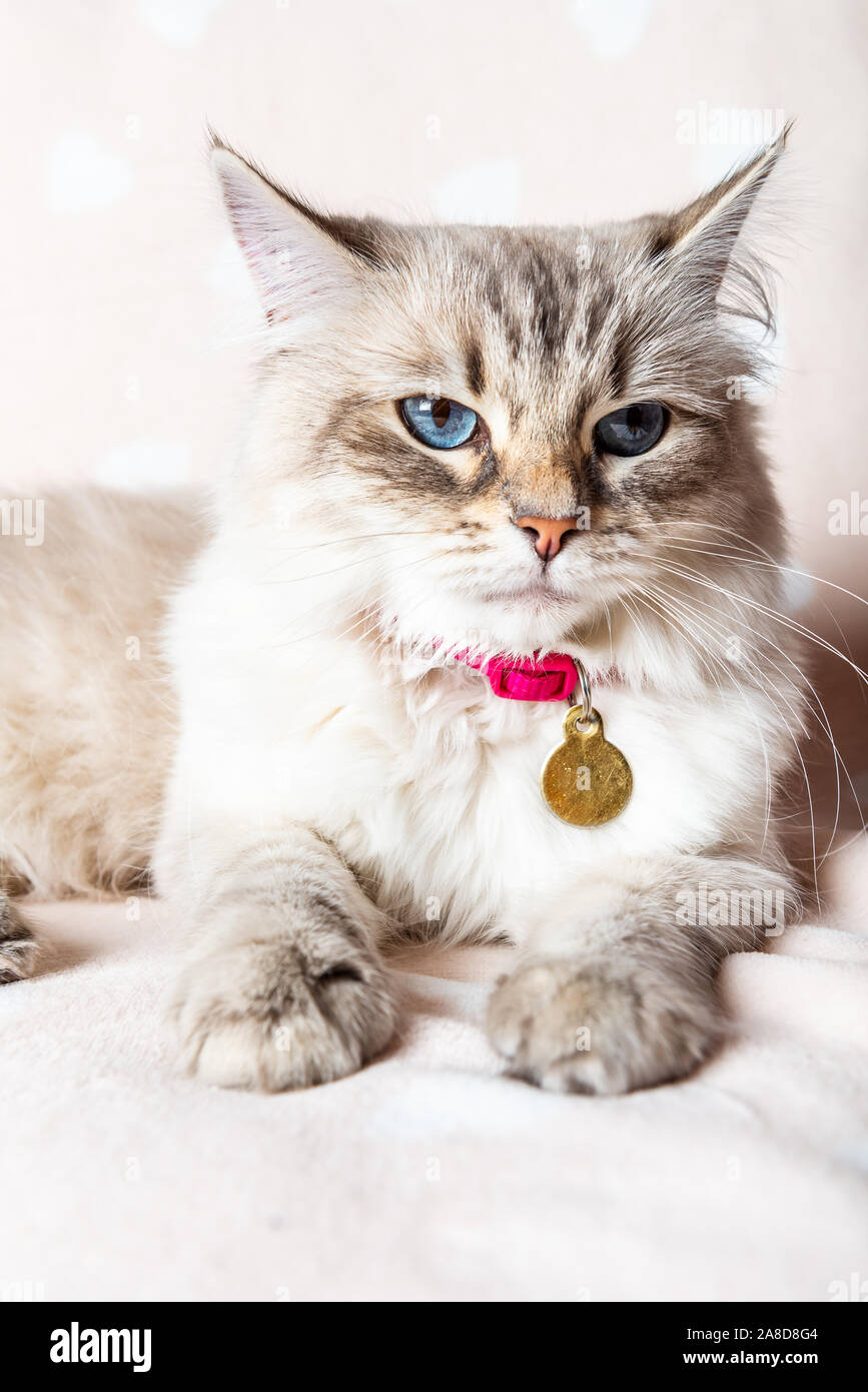 Schöne Neva Masquerade, Vielfalt der Sibirischen Katze, mit riesigen blauen Augen Stockfoto