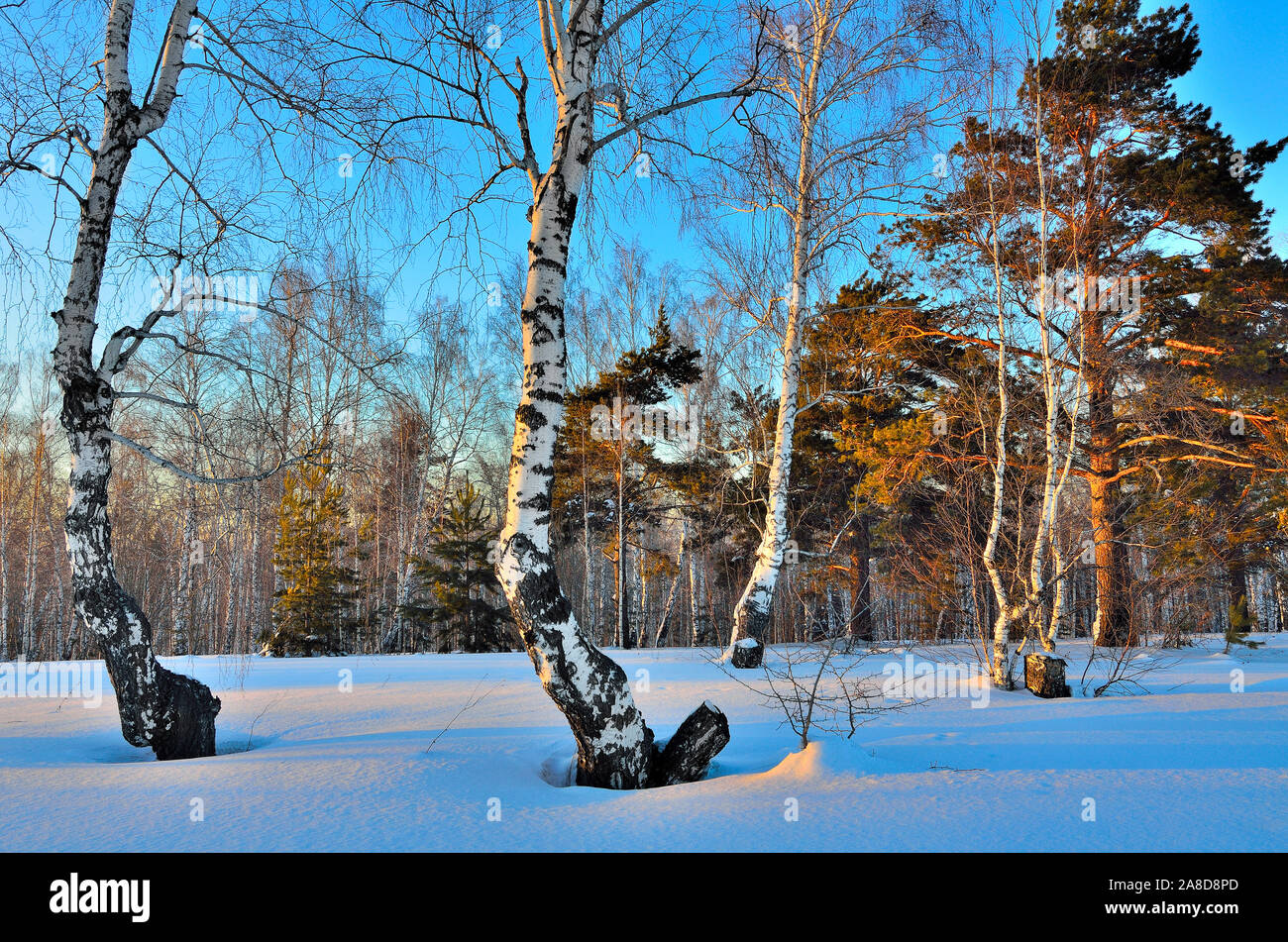 Winterlandschaft - Sonnenuntergang im Birkenwald. Goldenes Sonnenlicht unter weißen Stämme der Birken und grünen Kronen der Kiefern. Blauen Schatten auf die weiße s Stockfoto