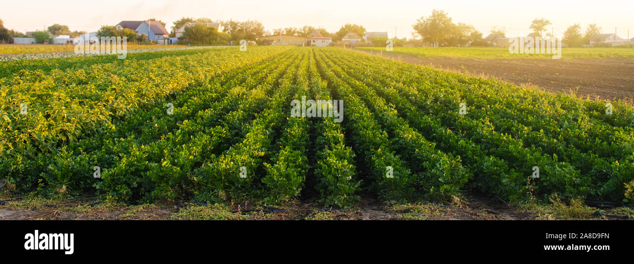 Sellerie Plantagen im Licht der untergehenden Sonne. Wachsende Bio Gemüse. Umweltfreundliche Produkte. Agrar- und Landwirtschaft. Plantation Anbau. Selektive Stockfoto