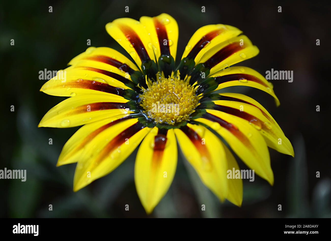 Gazania Rigens Gelb und Rot Stockfoto