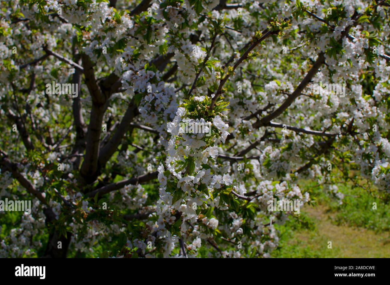 Kirschblüte in der jerte Tal, Cáceres, Spanien. Detailansicht der Zweig der einen Kirschbaum. Stockfoto