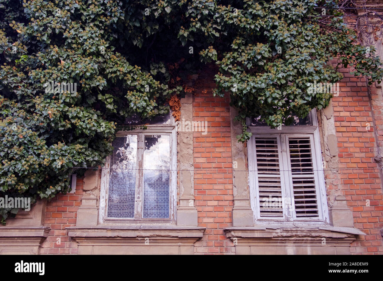 Dichten grünen Kriechgang auf einem alten Backsteingebäude teilweise über die Fenster mit weißen Fensterläden aus Holz von unten gesehen Stockfoto