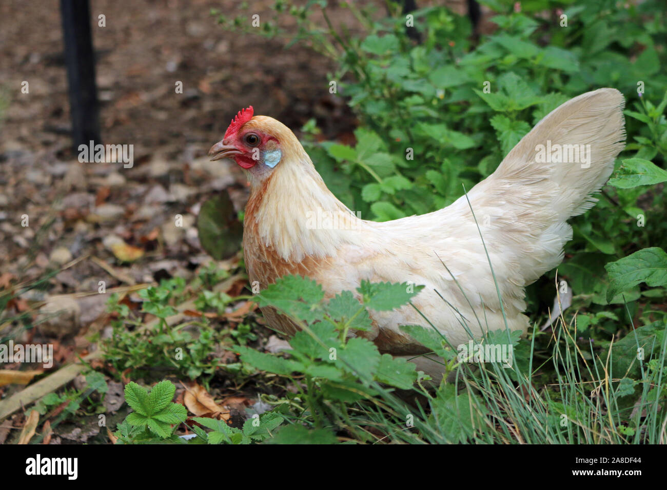 Pyle, wahrscheinlich Rot pyle, Niederländische bantam Huhn, Gallus Gallus  domesticus, Henne mit einem unscharfen Hintergrund von Pflanzen  Stockfotografie - Alamy