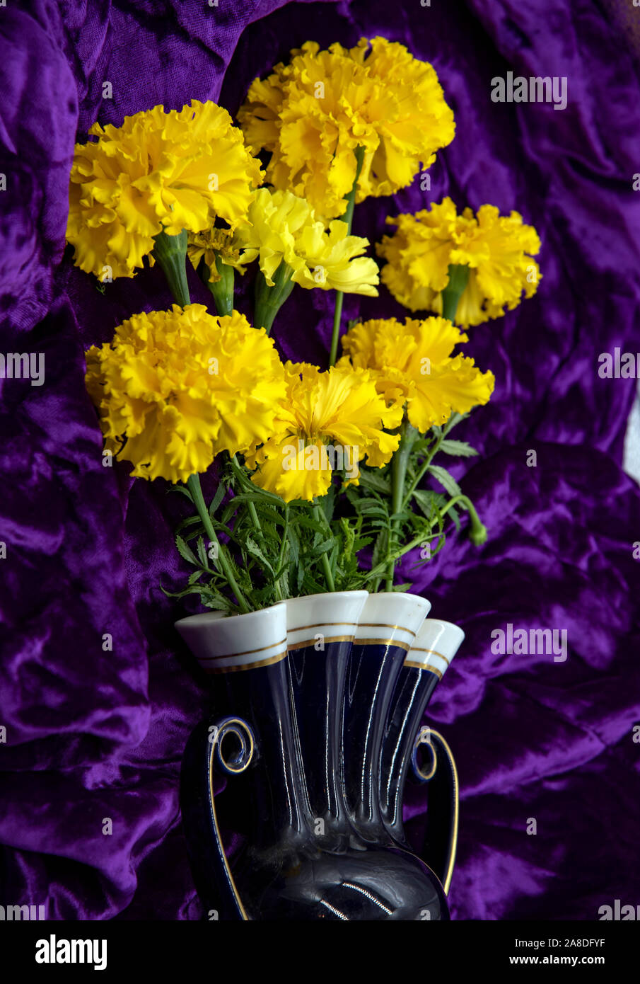 Gelbe Ringelblume in einer Vase auf einem lila Samt Hintergrund. Stockfoto