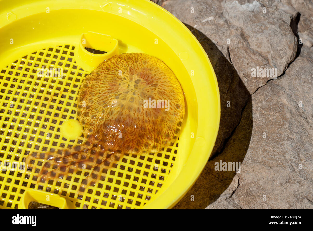 Quallen der Art Pelagia Noctiluca, allgemein bekannt als das Meer Wasp, in ein Netz, in den Gewässern von Massa Lubrense, in der Nähe von Sorrento erfasst Stockfoto