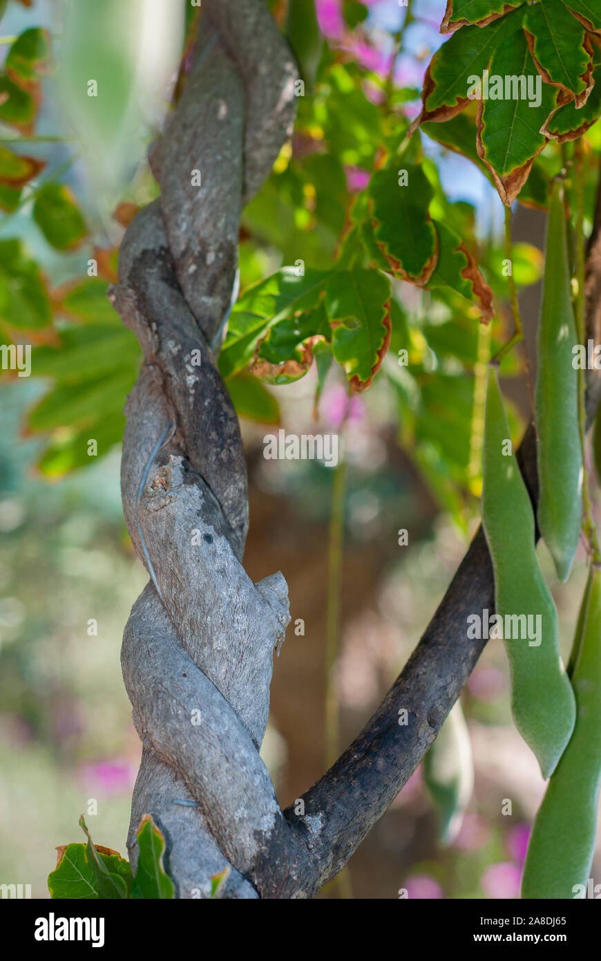 Geflochtener Stamm eines Baumes mit seiner breiten bean Seeds, auf einem unscharfen Hintergrund Stockfoto
