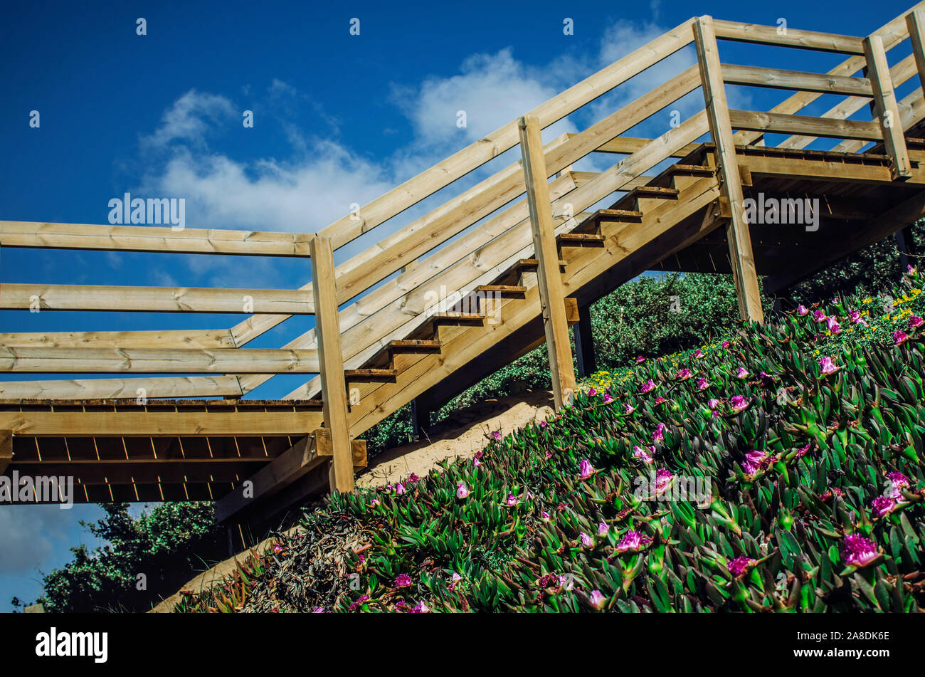 Strand von Falesia Zugang Treppe mit einer Bedeckung des Bodens Carpobrotus edulis (auch als Hottentotten-Abb., Ice-Werk, Autobahn Mittagsblume, pigface, saure Bild bekannt) Stockfoto