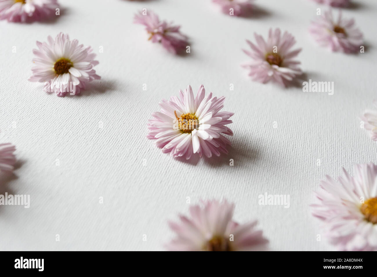 Rosa Chrysanthemen Blumen auf weißem Hintergrund Stockfoto