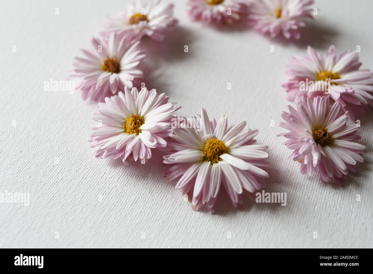 Kreis der Chrysanthemen auf dem weißen Tuch Stockfoto